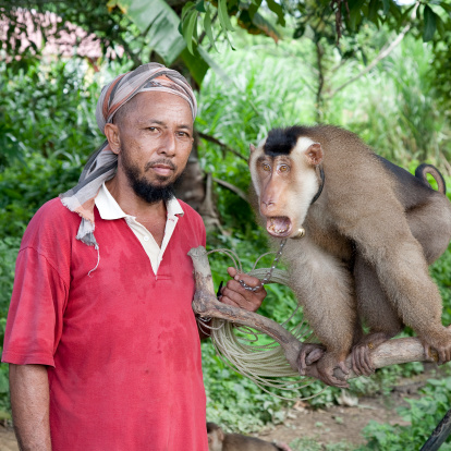 Close up shot of adorable monkey with nature background. Cute macaque in sacred monkey forest