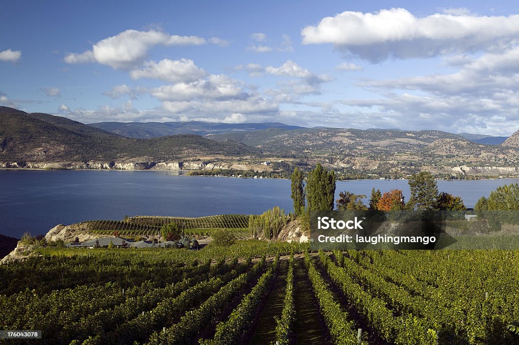 Okanagan Tal Weinberge Penticton Britisch-Kolumbien - Lizenzfrei Okanagan-Tal - Britisch-Kolumbien Stock-Foto