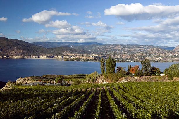 istock okanagan valley vineyards  penticton british columbia 176043078