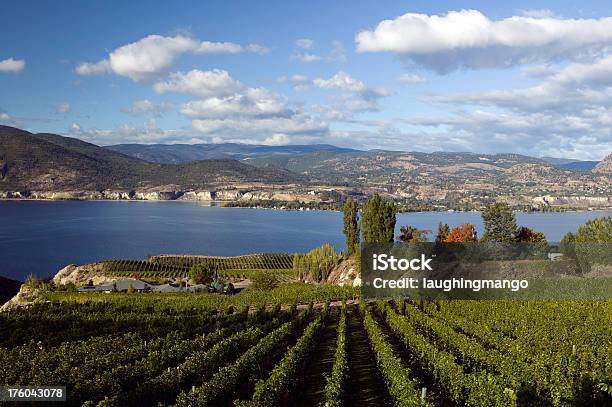 Vinhas Penticton Vale De Okanagan Na Colúmbia Britânica - Fotografias de stock e mais imagens de Estabelecimento Vinícola