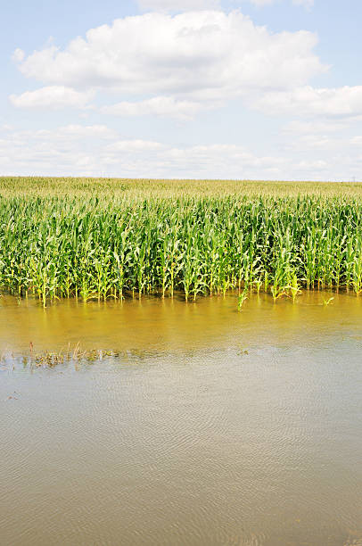 Please click my private lightbox links below for more images like this -- Thanks!A mid-summer view of flooded Indiana cornfield.  RAW source image processed with Nikon Capture NX version 1.3