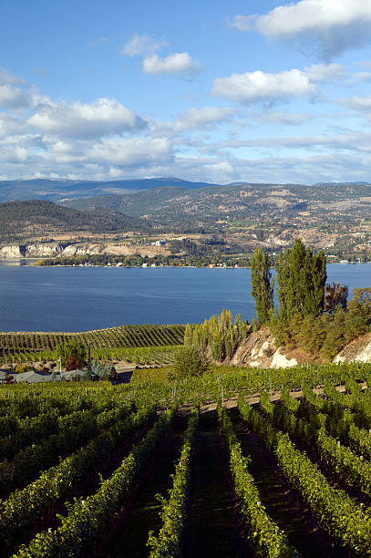 istock okanagan valley vineyards  penticton british columbia 176043136