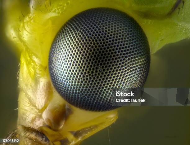 Green Lacewing Portrait Stock Photo - Download Image Now - Animal, Animal Body Part, Compound Eye