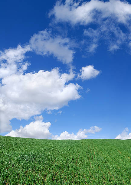 istock Idyllic landscape - Green field and the blue sky 176043172