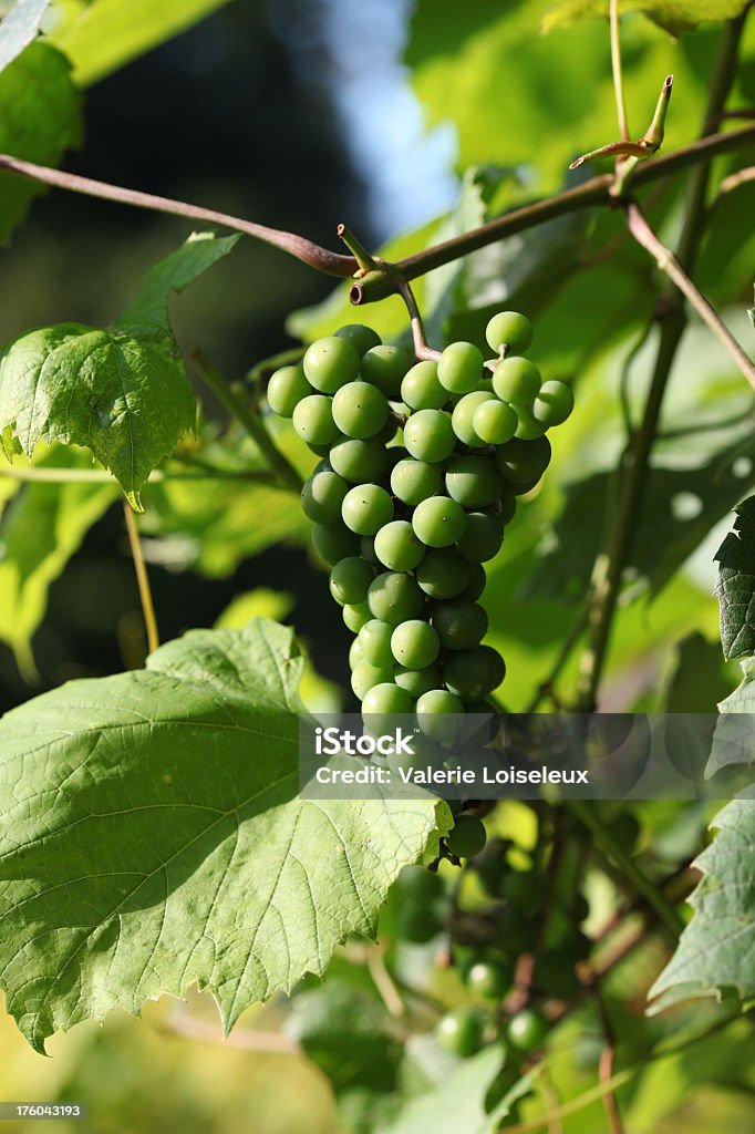 Uve verdi - Foto stock royalty-free di Agricoltura