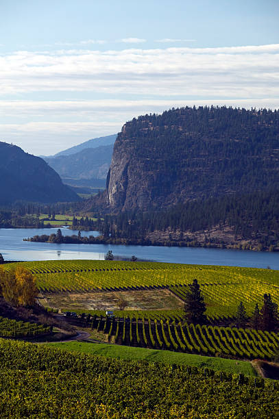 istock okanagan valley vineyards  penticton british columbia 176043359