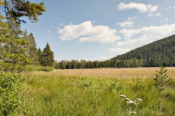 istock Hope Valley Meadow in Sierra Nevada Mountains 176043373