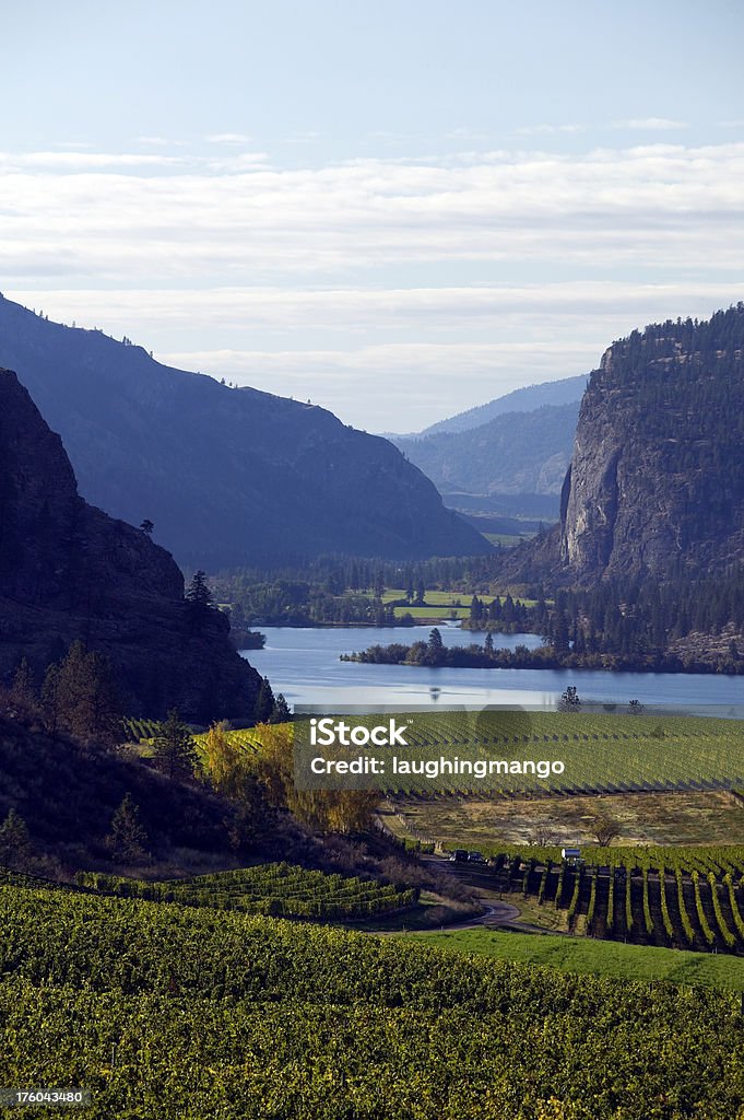 Vinhas penticton vale de okanagan, na Colúmbia Britânica - Royalty-free Agricultura Foto de stock