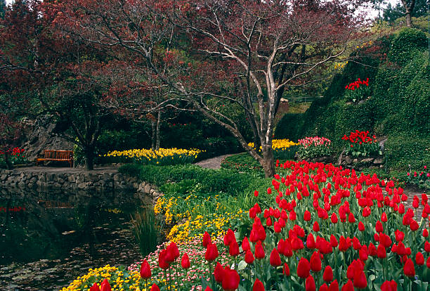tulipes de printemps jardins de butchart de victoria, colombie-britannique - buchart gardens photos et images de collection