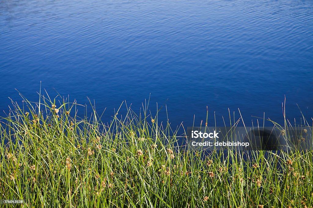 Reeds vert et bleu de l'eau à fond de la Nature - Photo de Bleu libre de droits