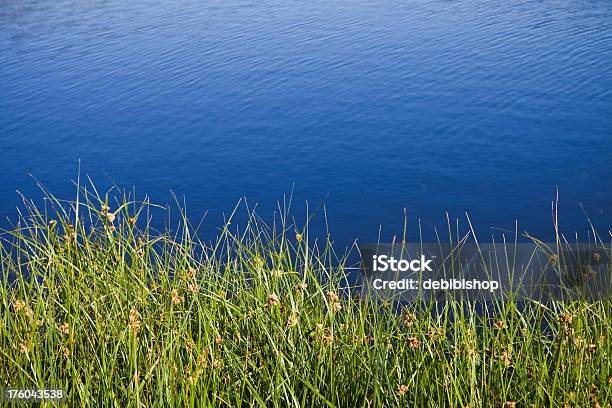 Photo libre de droit de Reeds Vert Et Bleu De Leau À Fond De La Nature banque d'images et plus d'images libres de droit de Bleu - Bleu, Couleur verte, Eau