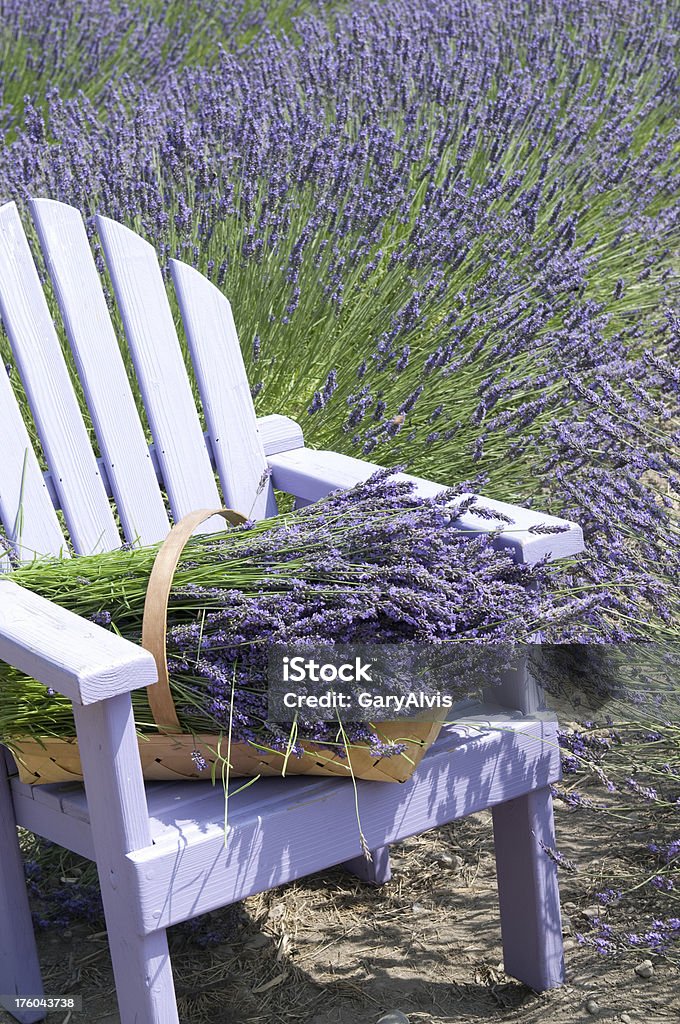 Lavanda - Royalty-free Cor de Lavanda Foto de stock