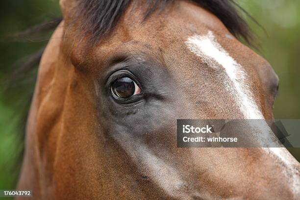 Cavalo - Fotografias de stock e mais imagens de Cavalo - Família do Cavalo - Cavalo - Família do Cavalo, Aspiração, Animal
