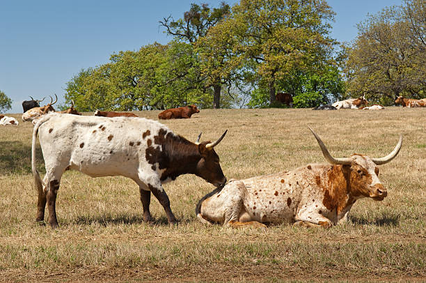 istock Longhorn Cattle Butt Kiss 176043915