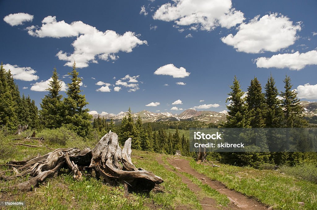 Tree Strump Path Old Pine Tree Stump Along A Mountain Path Stock Photo - Download Image ...