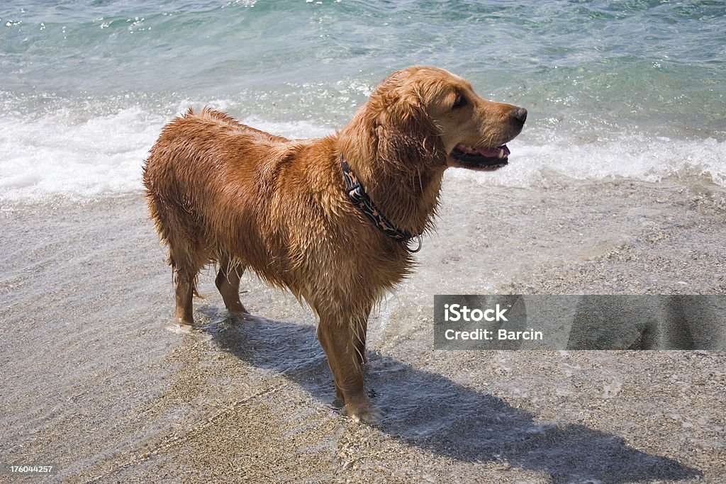 Cane in spiaggia - Foto stock royalty-free di Affettuoso