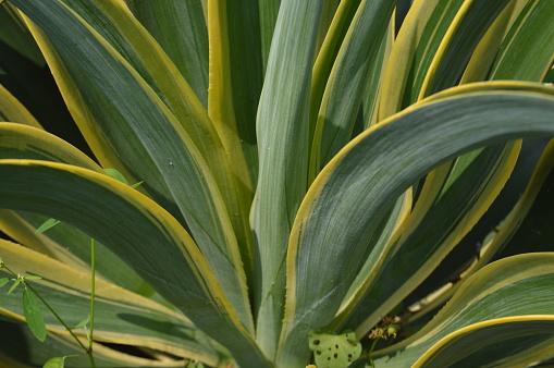 selective focus, plant with beautifully striped leaves, scientific name American agave, a species of flowering plant in the Asparagaceae family.