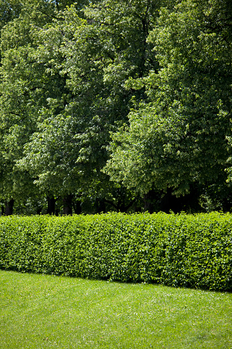 A green green image with center focus on the hedge.