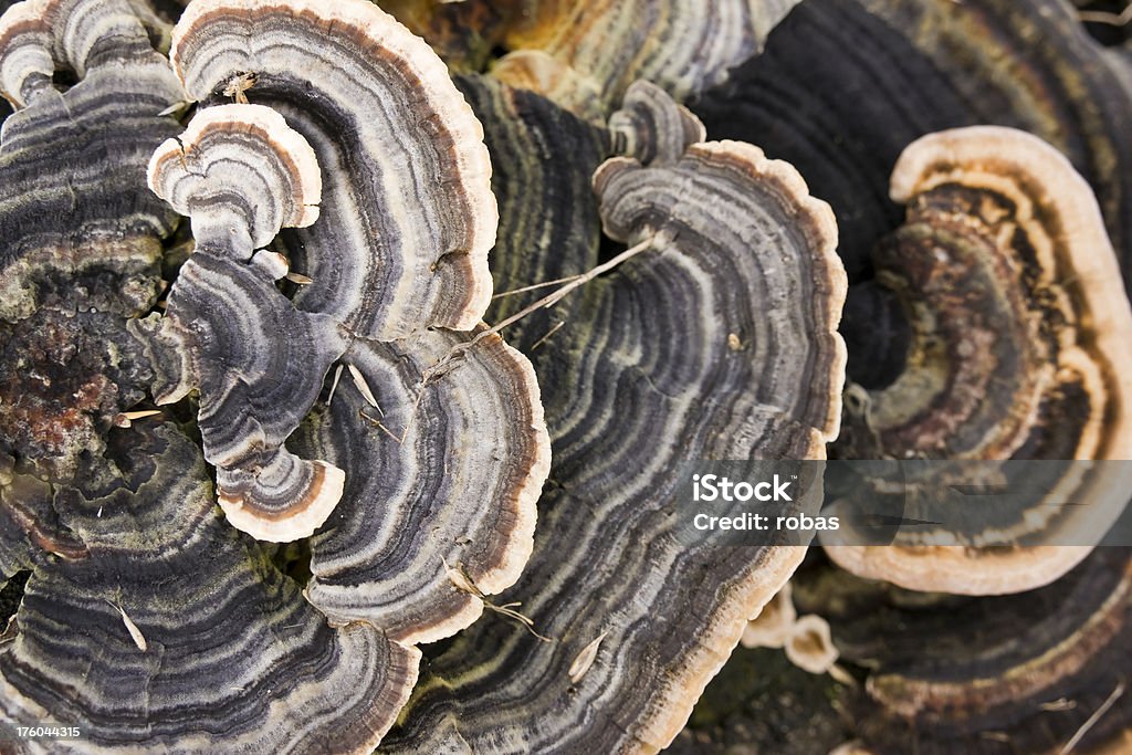 Wspornik fungus z góry - Zbiór zdjęć royalty-free (Mech)
