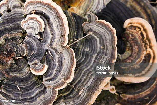 Orelha De Cima - Fotografias de stock e mais imagens de Fungo - Fungo, Musgo, Vista de Cima