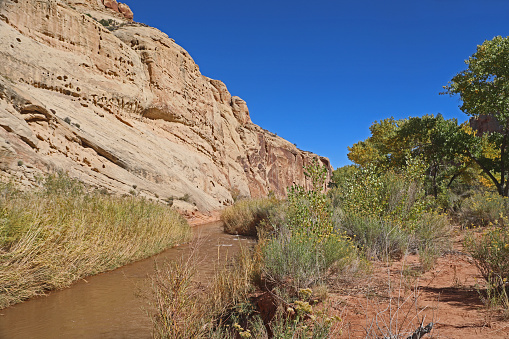 Muddy Fremont River flows along white sandstone cliffs and cottonwood tree grove in Capitol Reef National Park.