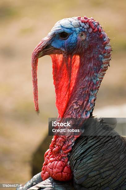 Turchia Testa - Fotografie stock e altre immagini di Animale - Animale, Blu, Cibi e bevande