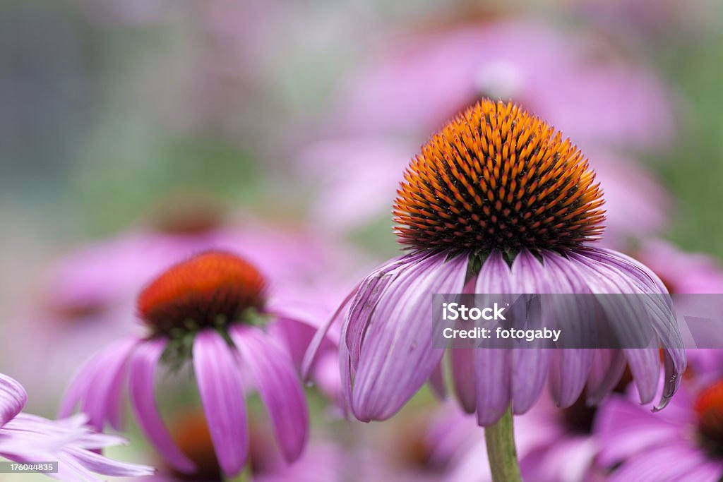 Echinacea - Foto stock royalty-free di Aiuola