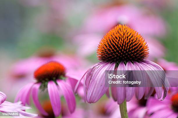 Echinacea - Fotografie stock e altre immagini di Aiuola - Aiuola, Bellezza, Close-up