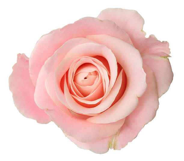 istock Looking down on the head of a pink rose 176044985
