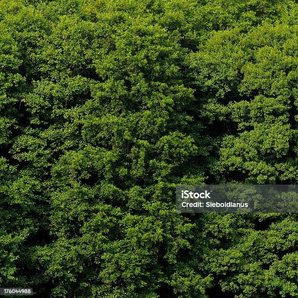 ハンノキ植物で夏のクローズアップalnus Glutinosa - クローズアップのストックフォトや画像を多数ご用意 - クローズアップ, ハンノキ, 人物なし