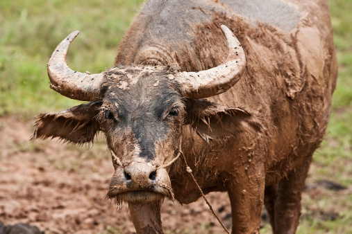 Water buffalo in Shan State, Myanmar