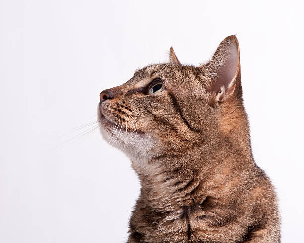 Tabby cat looks up stock photo