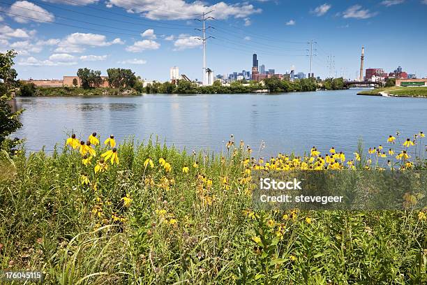 Чикаго Река И Prairie Цветы — стоковые фотографии и другие картинки Чикаго - Иллинойс - Чикаго - Иллинойс, Upright Prairie Coneflower, Башня