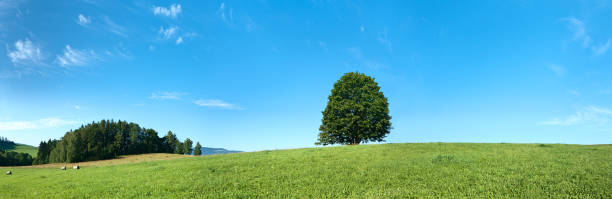 istock Panoramic spring landscape 52MPix XXXXL size - meadow, blue sky 176045122