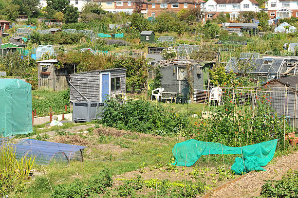 istock Communal garden allotments. 176045163