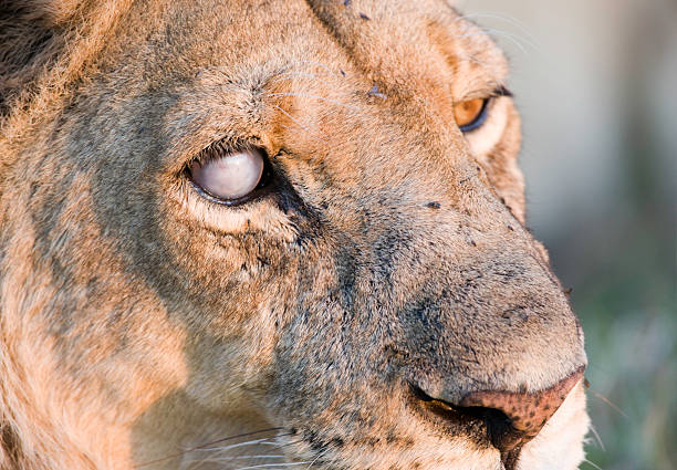 istock Silver eyed Lioness 176045238