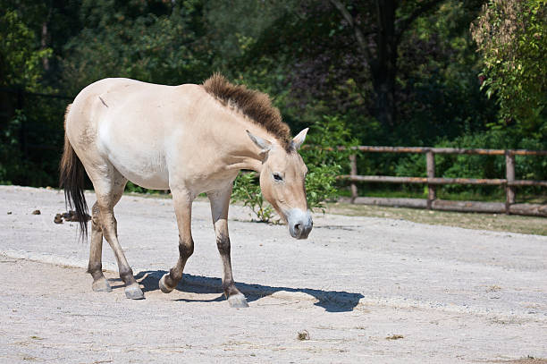 istock Przewalski's horse 176045305