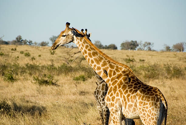 istock Two Giraffe (Giraffa camelopardalis) in the Savannah 176045420