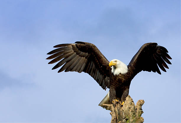 bald eagle avec aile majestueuse de l'alaska s'étendent sur pause, - se percher photos et images de collection