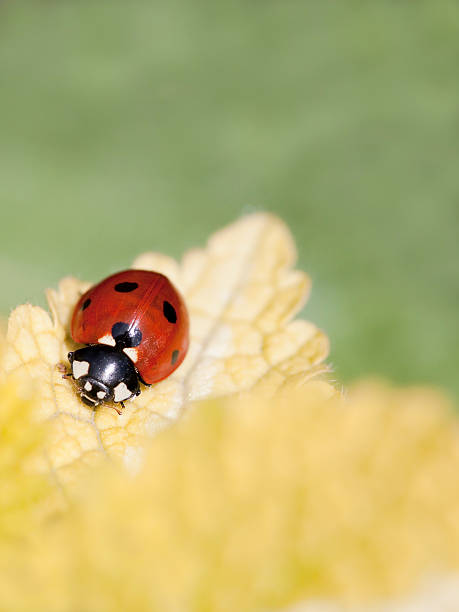 Red Ladybug on Yellow Leaf stock photo