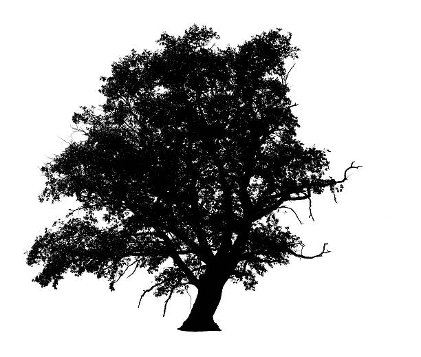 istock English Oak Tree Silhouette (Quercus robur) /isolated on white. 176045883