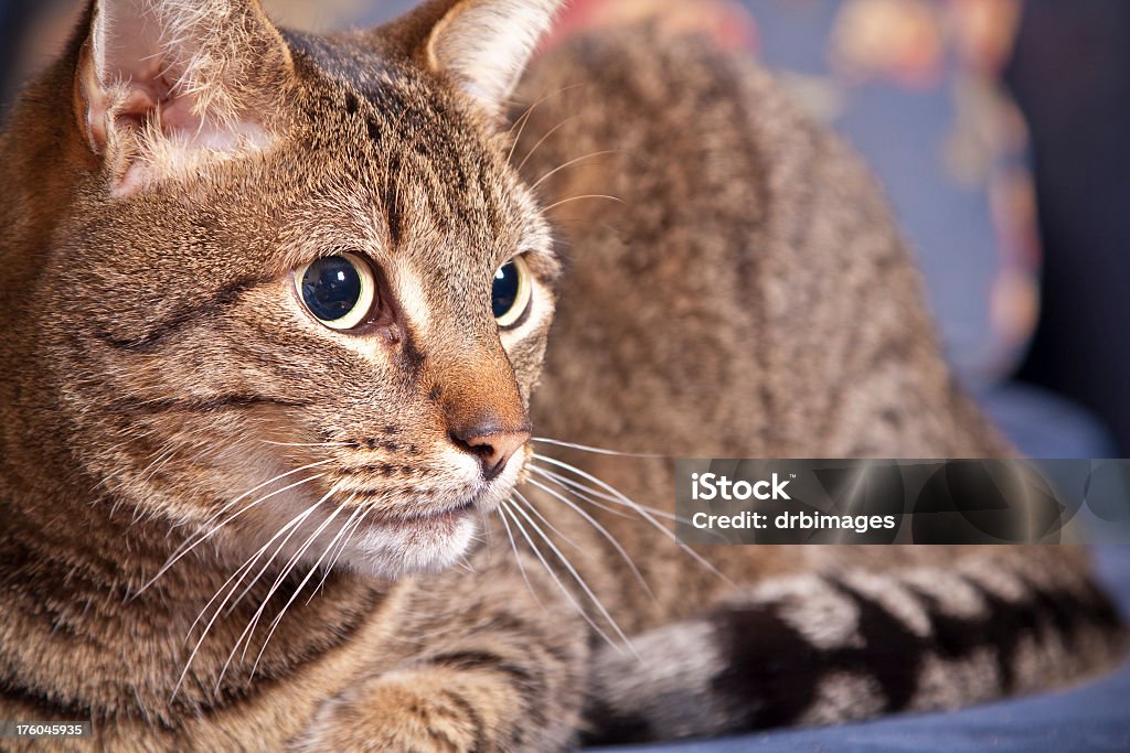 Wpatrywać się Cat - Zbiór zdjęć royalty-free (Bez ludzi)