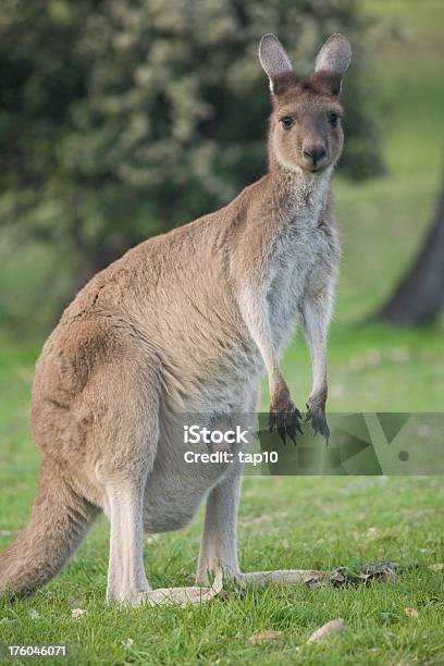 Kangaroo And Joey Stock Photo - Download Image Now - Animal, Animal Pouch, Animal Wildlife