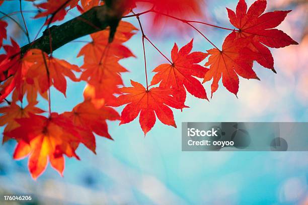 Autumn Orange Leaves Stock Photo - Download Image Now - Autumn, Backgrounds, Beauty In Nature