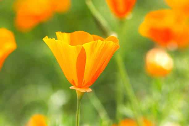 istock California Poppy 176046372