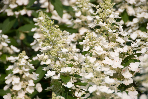 bird cherry blossoms