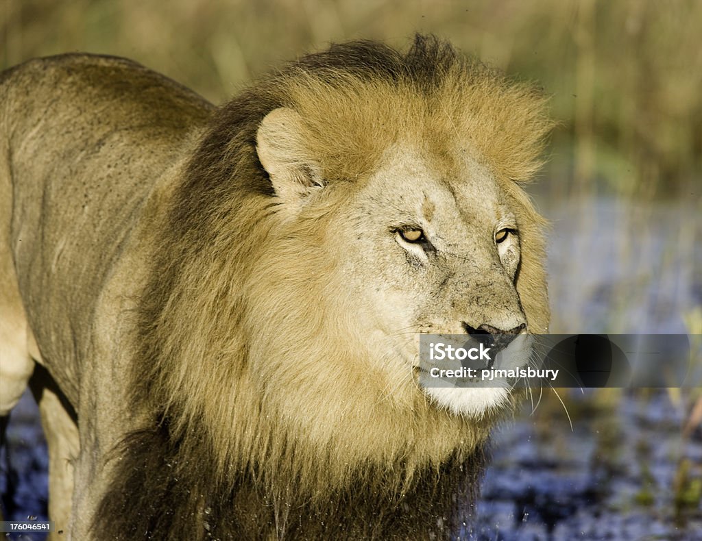 Close-up di leone maschio - Foto stock royalty-free di Africa