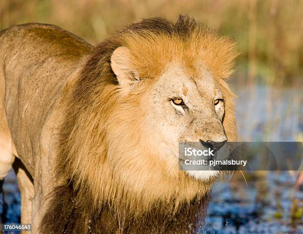 Closeup Di Leone Maschio - Fotografie stock e altre immagini di Africa - Africa, Animale, Animale da safari