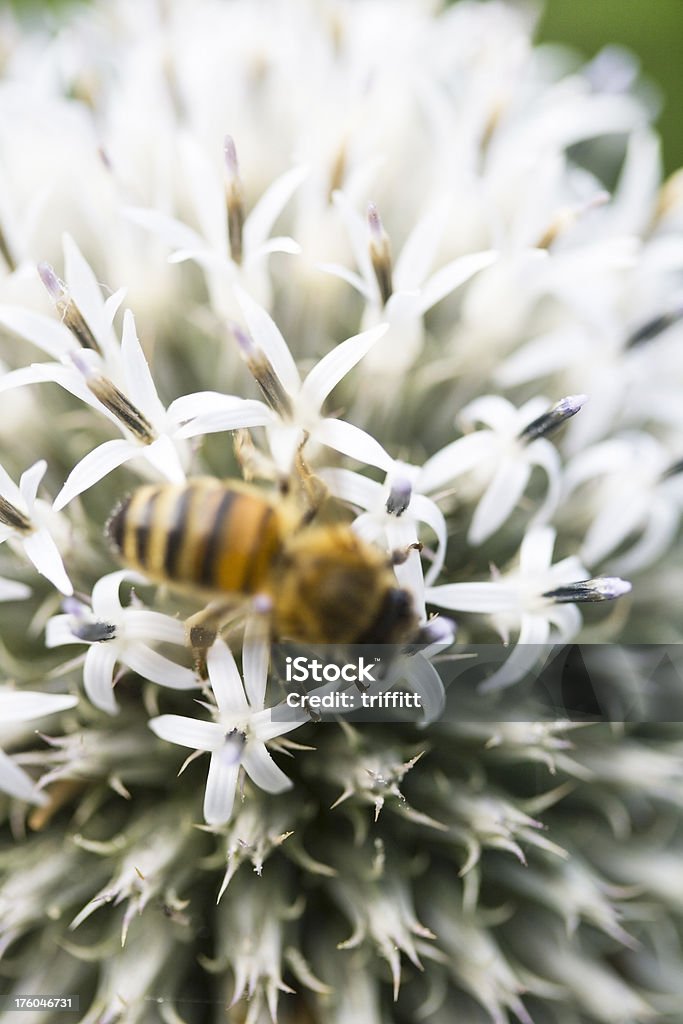 Chardon boule avec Abeille - Photo de Abeille libre de droits