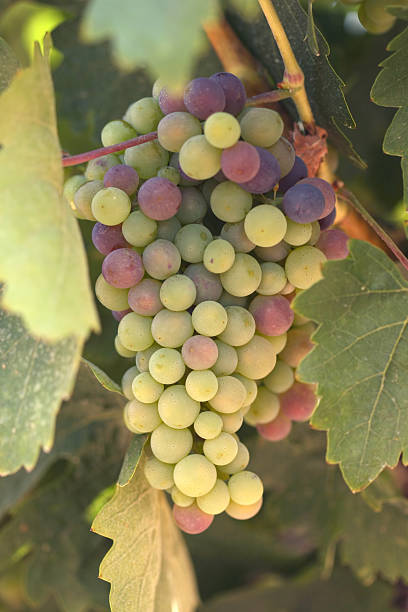 pas mûr raisin - chardonnay grape focus on foreground france western europe photos et images de collection